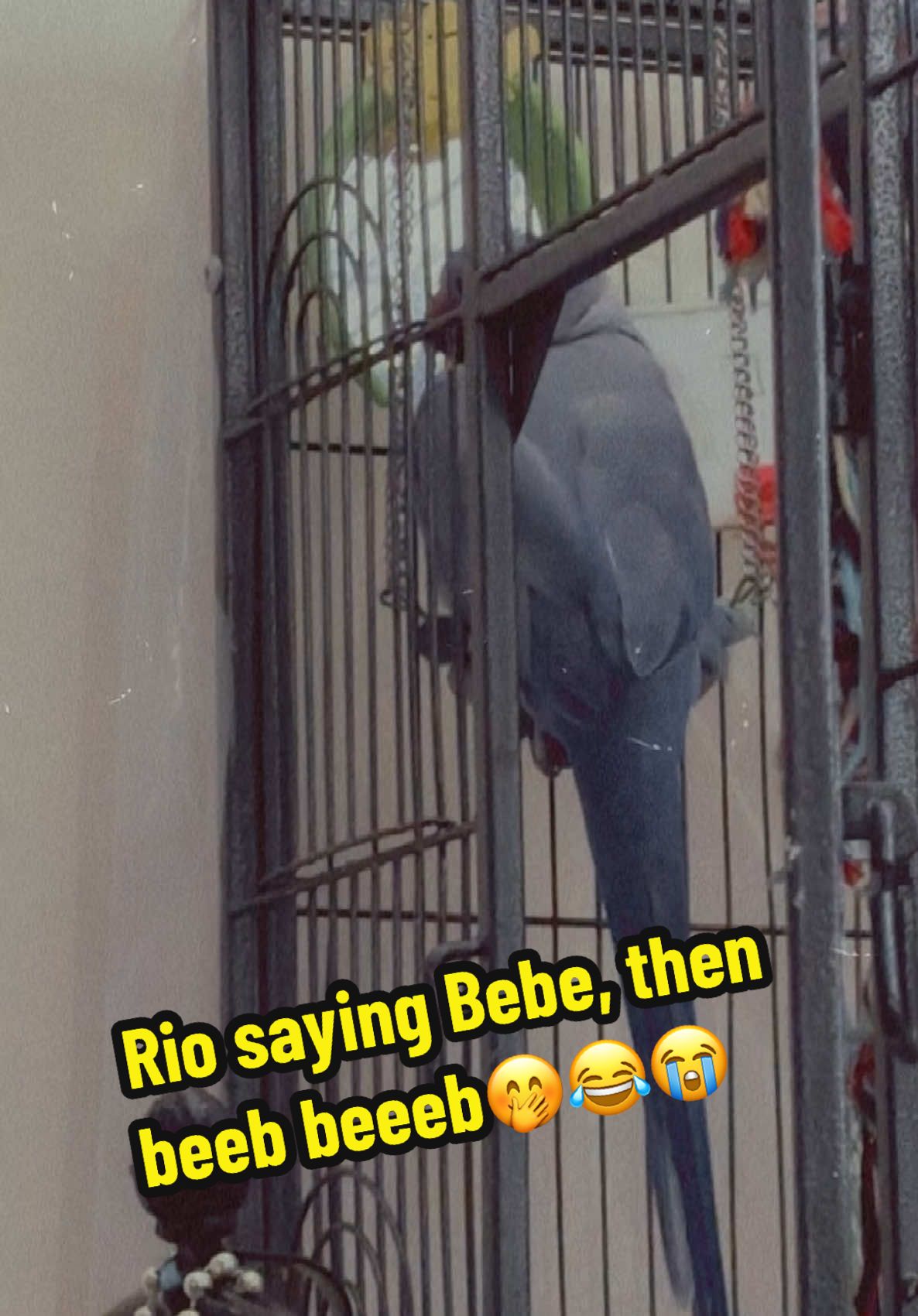 @WhereToBuyAndGo
