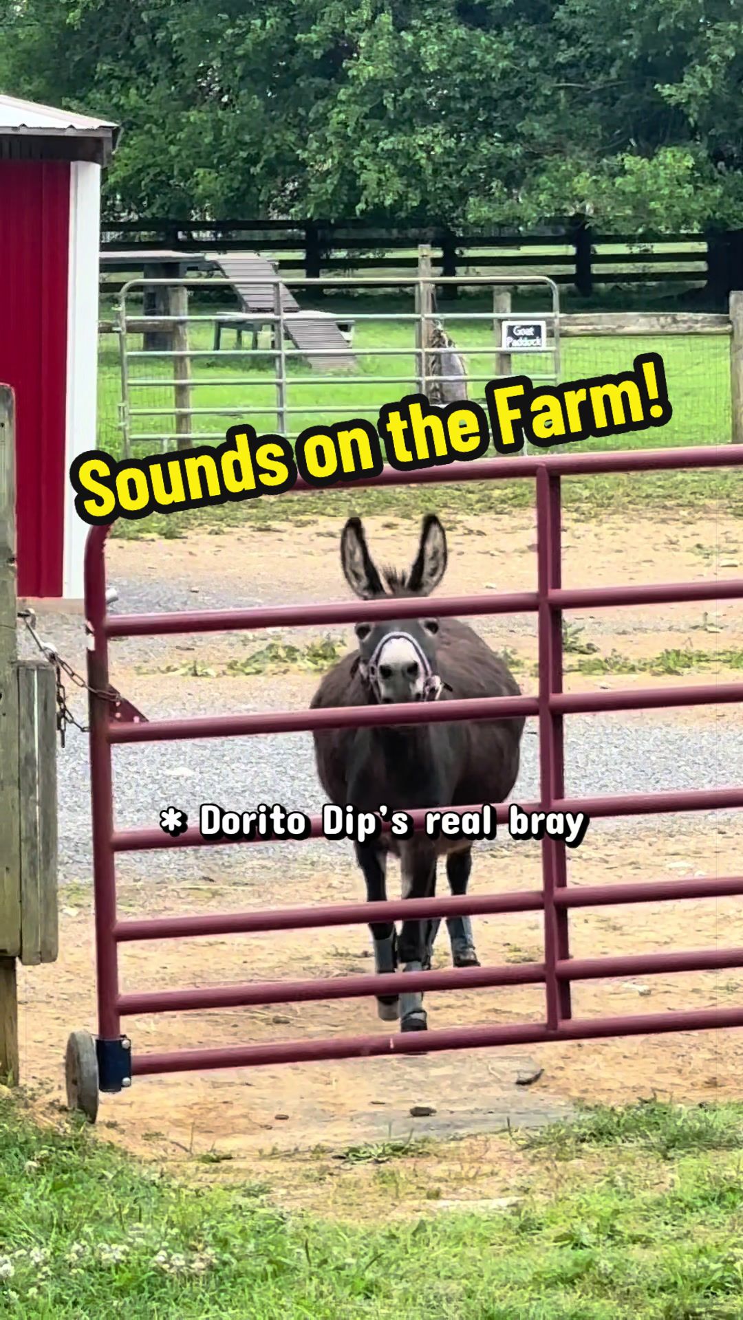 @Days End Farm Horse Rescue