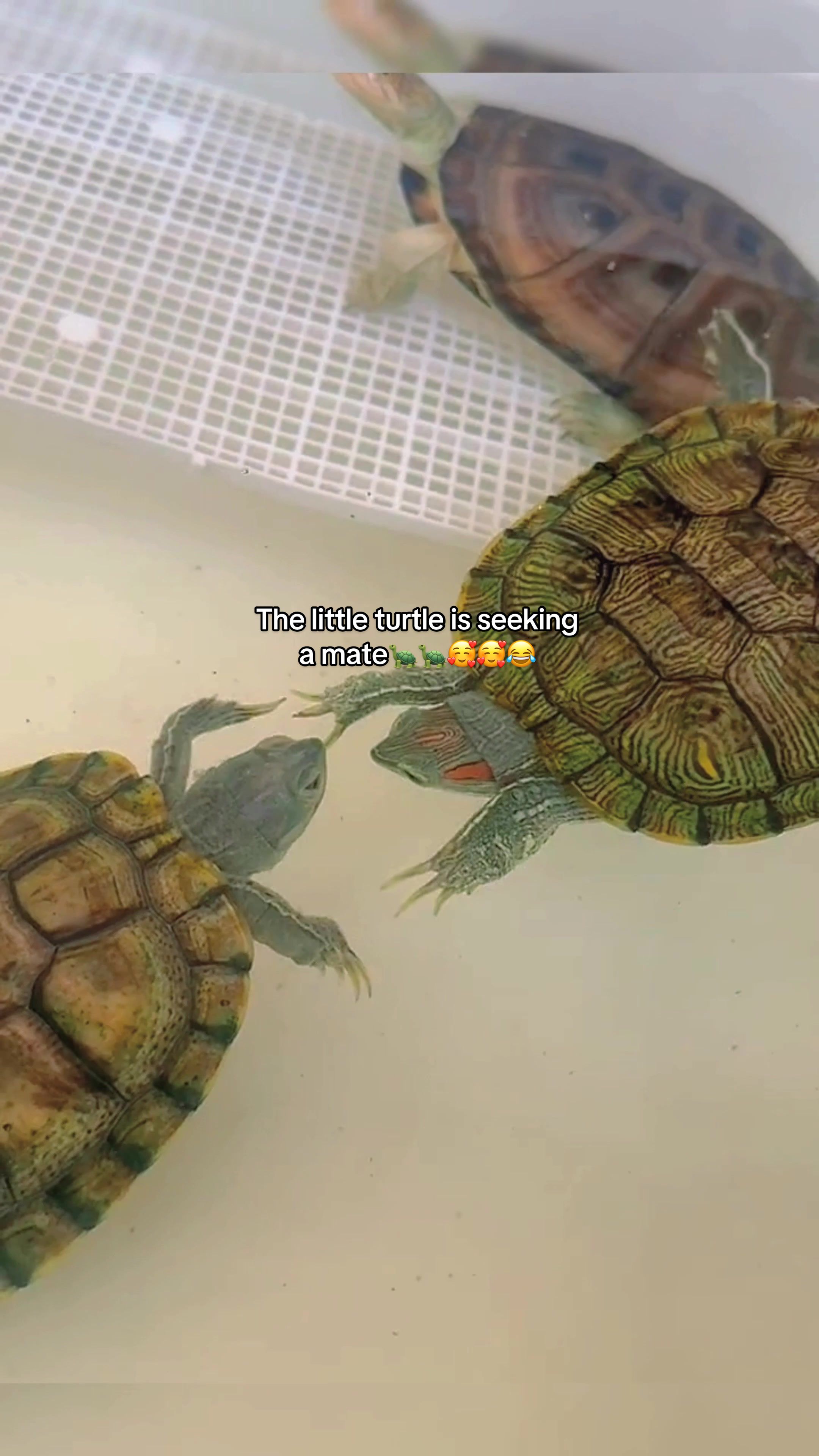 @Mr. Turtle