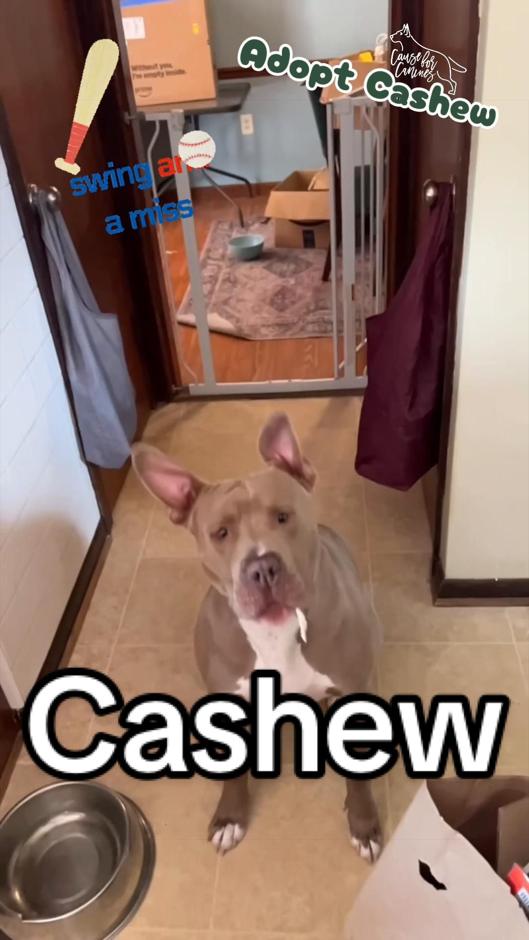 @causeforcaninesrescue