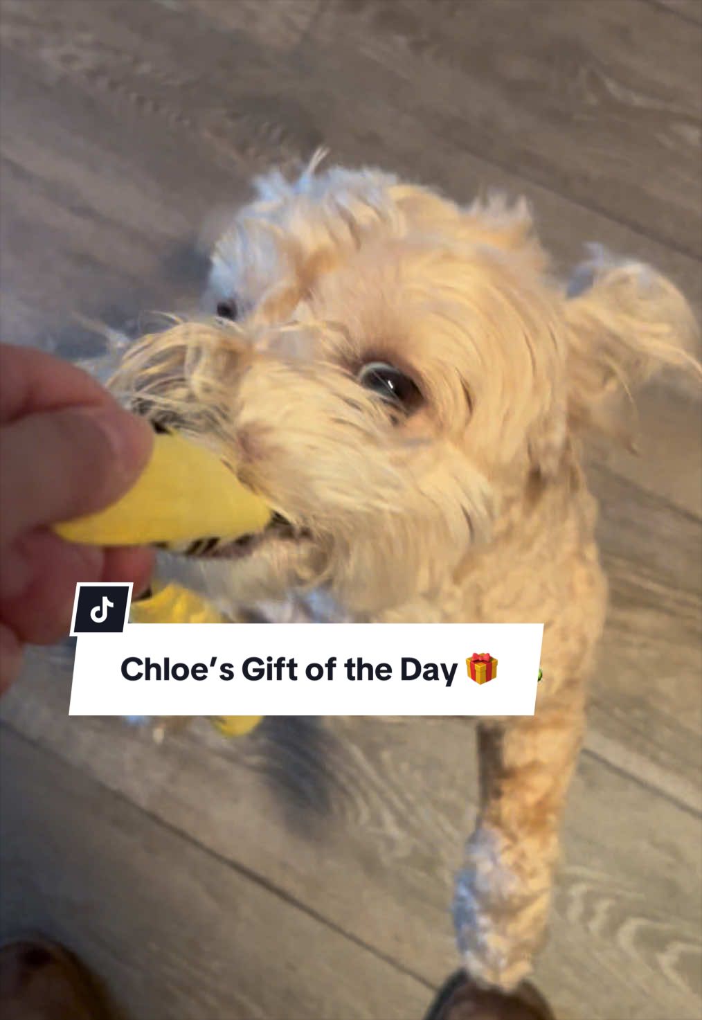@ChloeCaboodleDoodle