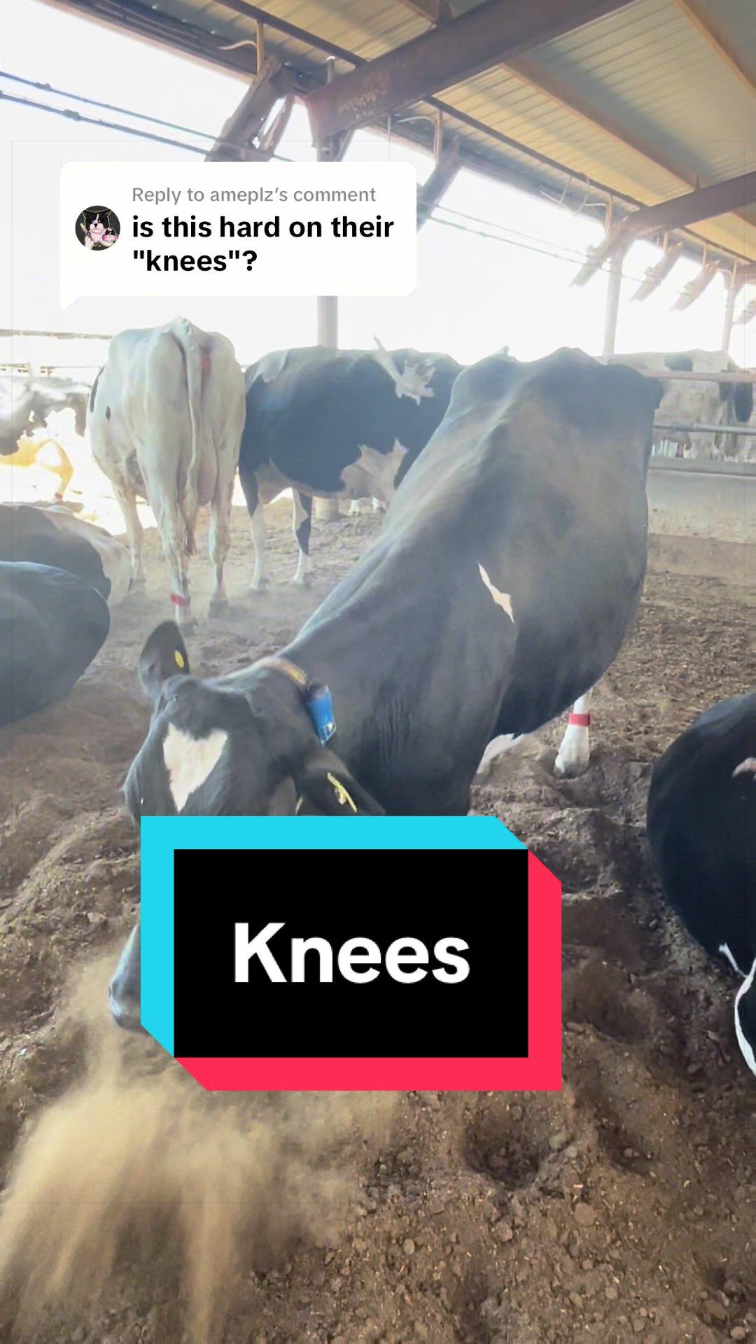 @Dairy Vet Dr. Michelle