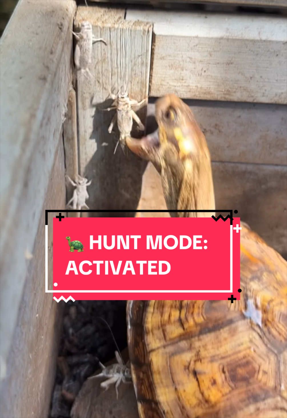 @Eastern Box Turtle
