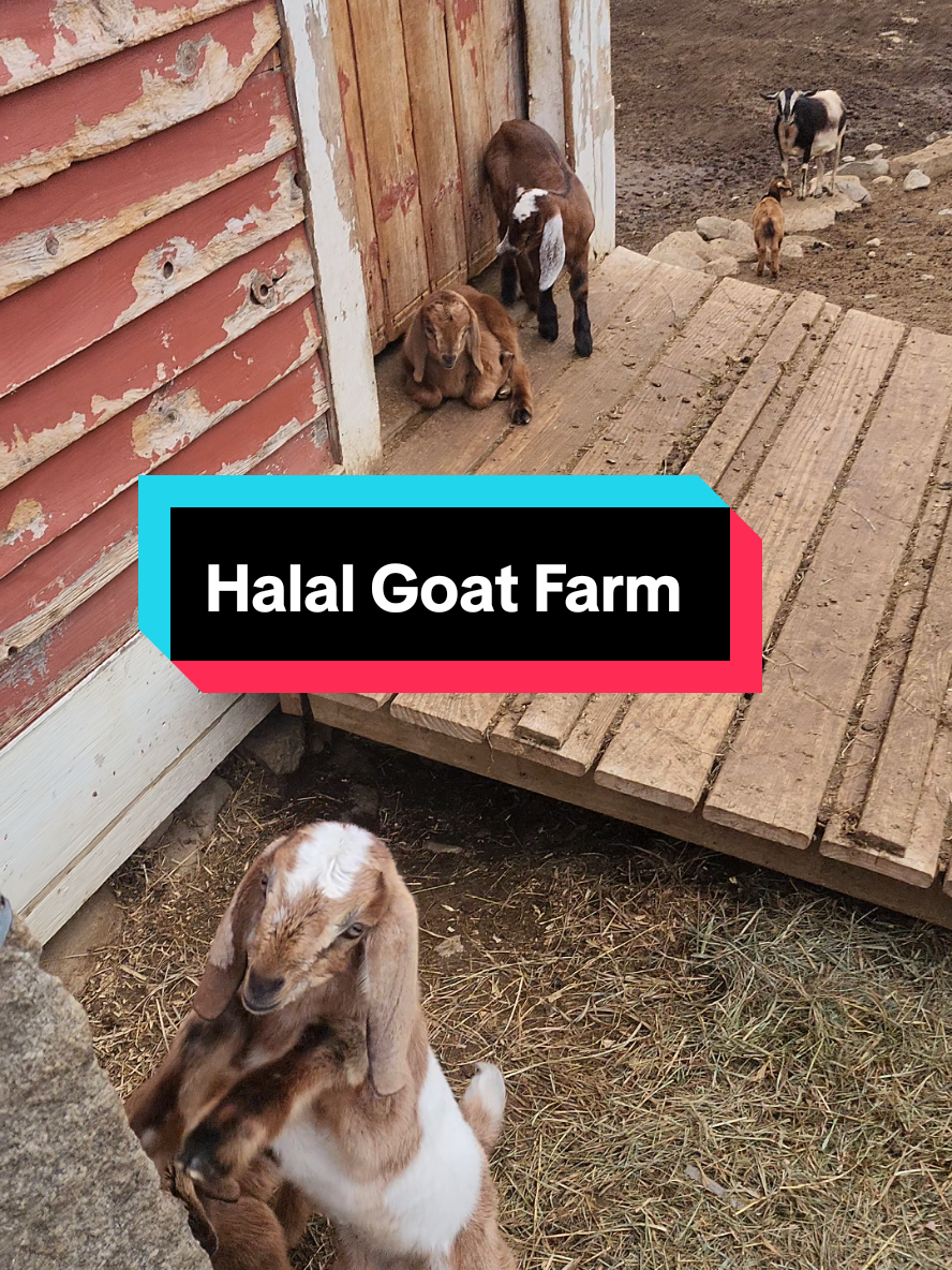 @HALAL MEAT BOSTON FARM