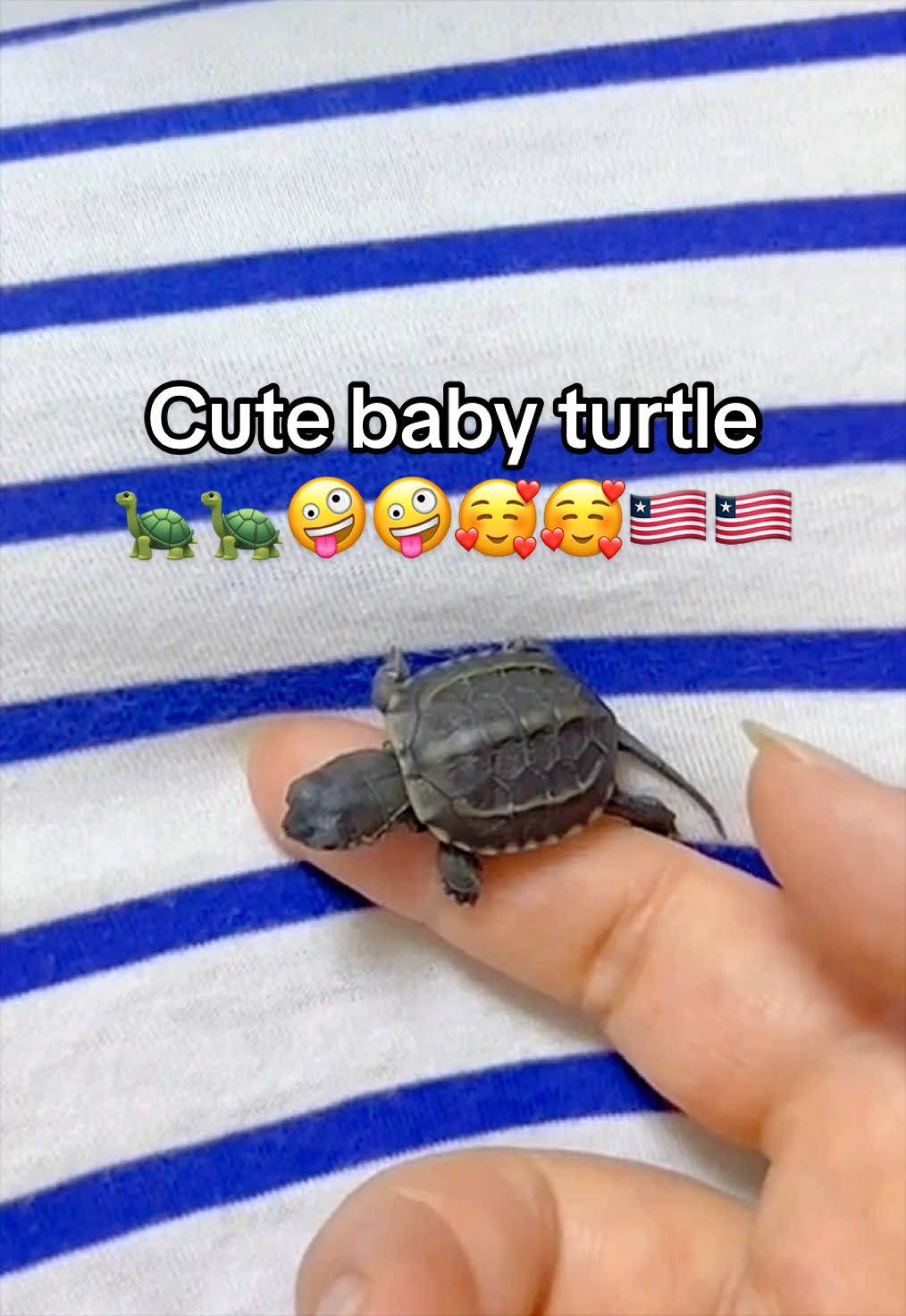 @Mr. Turtle