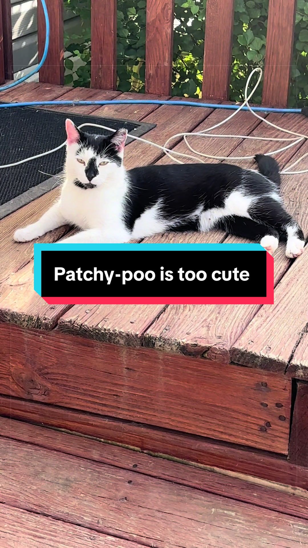 @catlover313official