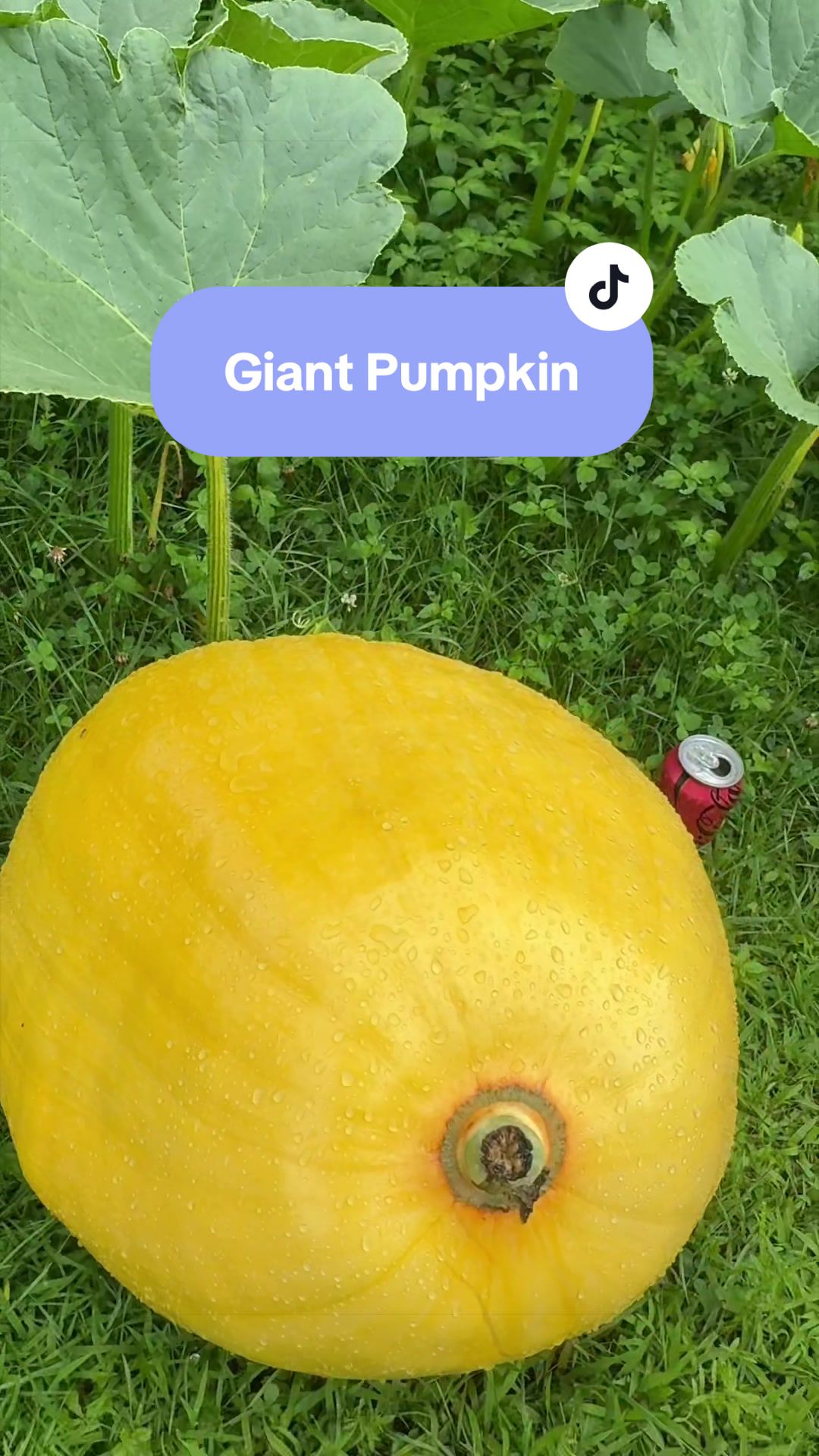 @Manica | zone 6a gardener