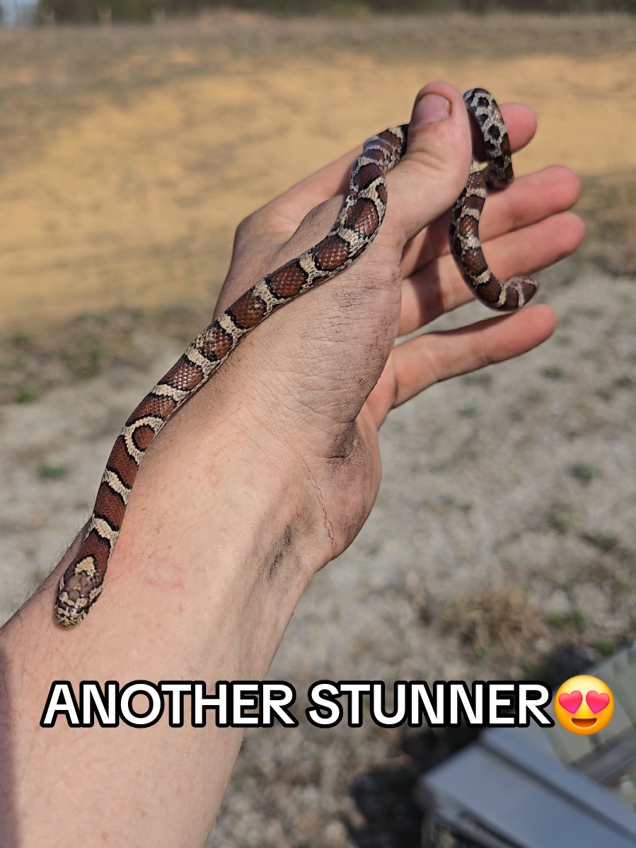 @Herpingmaniac82