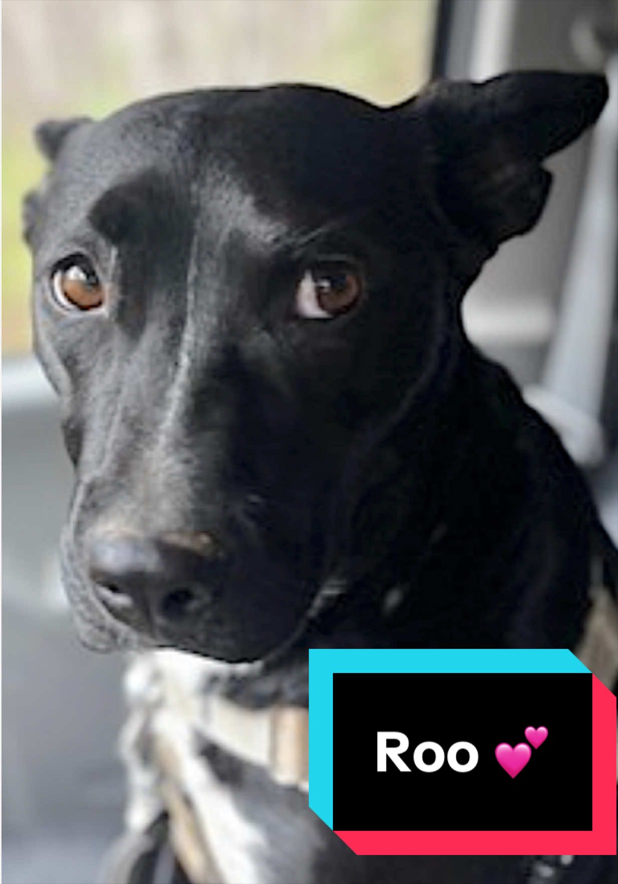 @Joyful Pets
