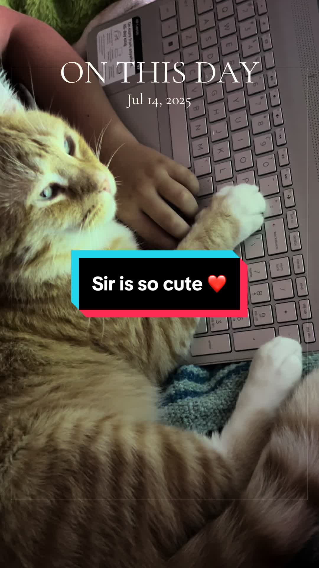 @catlover313official
