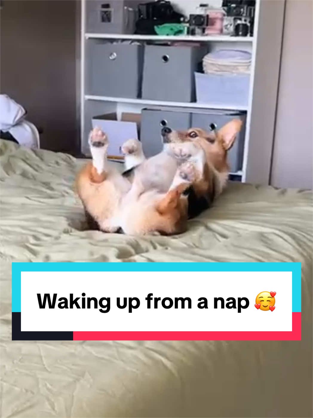 @hasbithecorgi