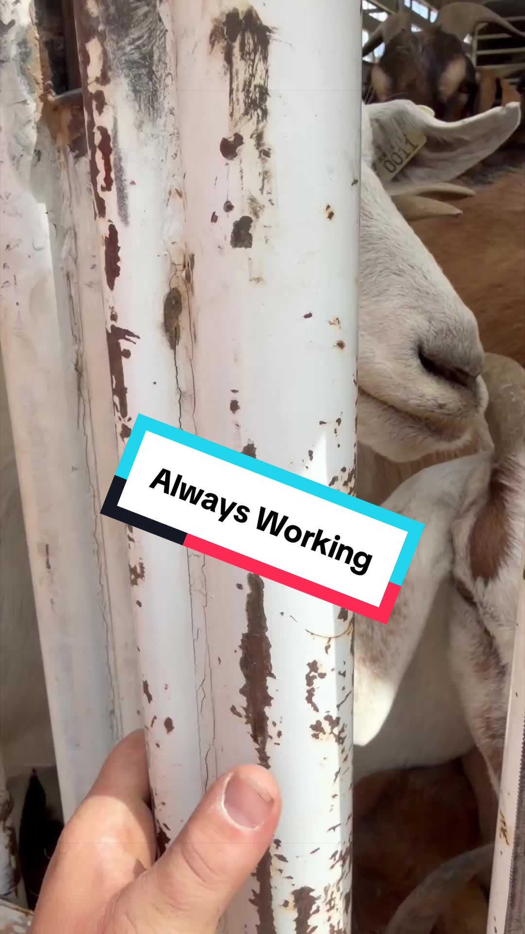 @cowboymax