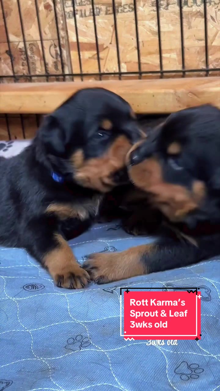 @Rott Karma Kennels LLC