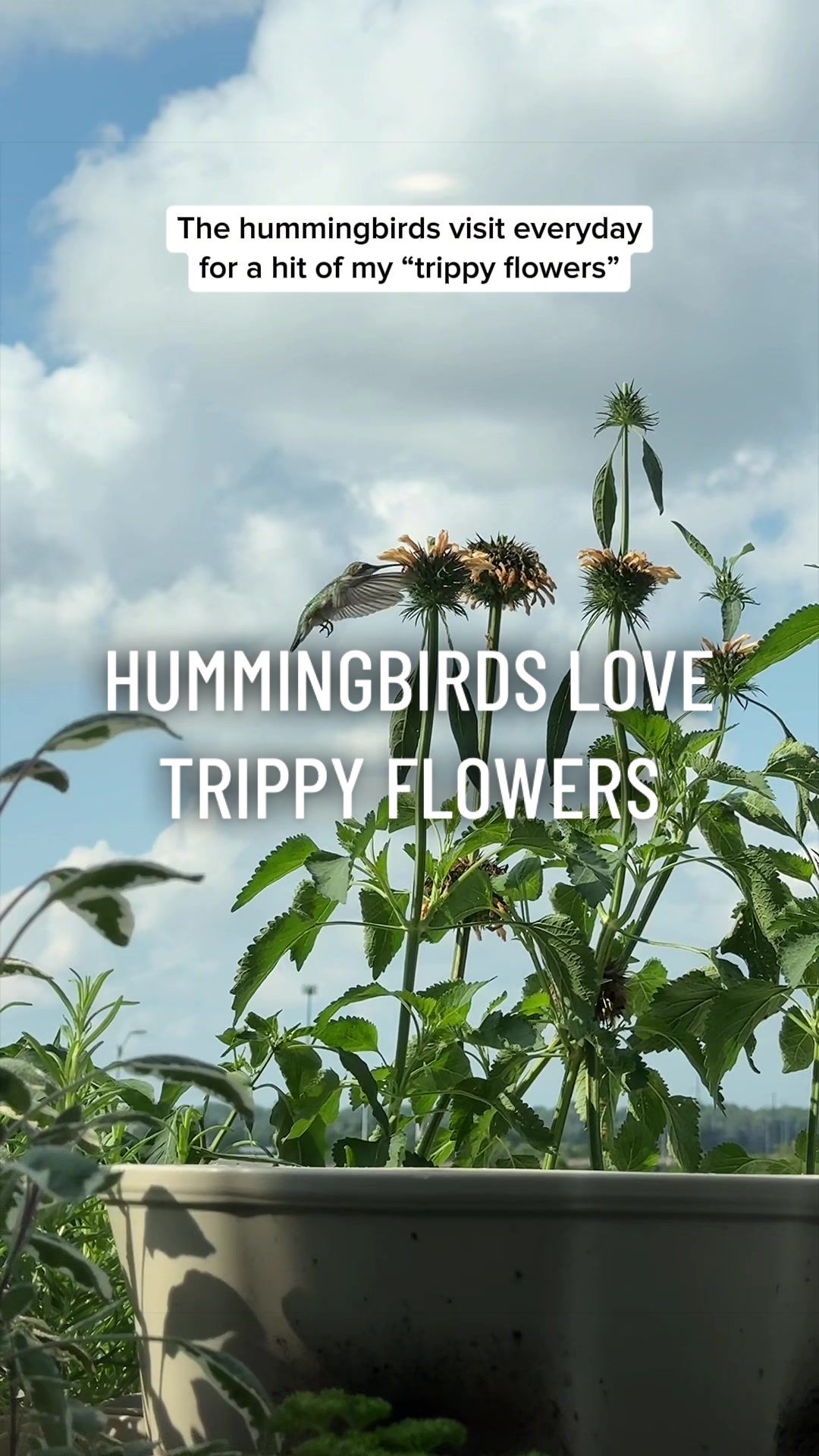 @gardeningindoors