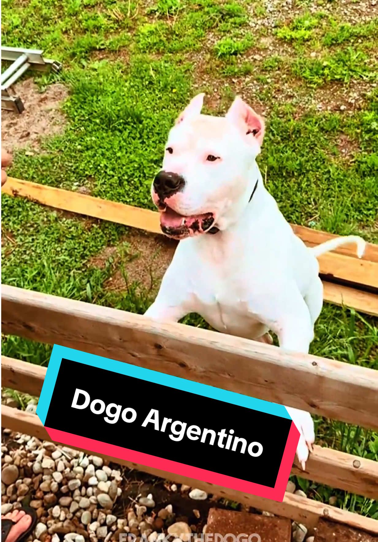 @ANIMAL LORE