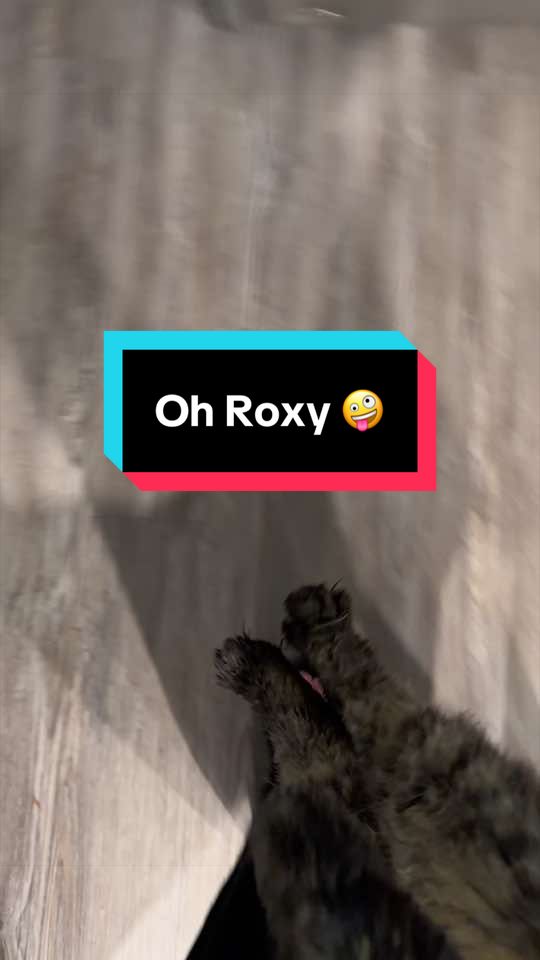 @RoxySnowballCatDrama