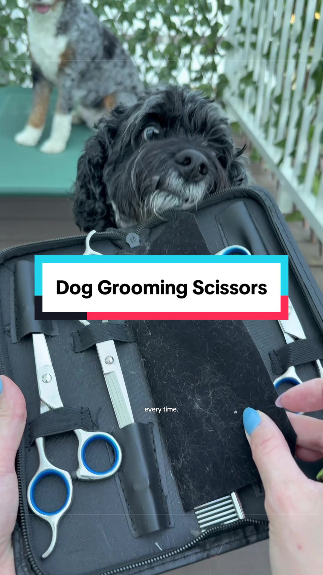 @Archie The Bernedoodle