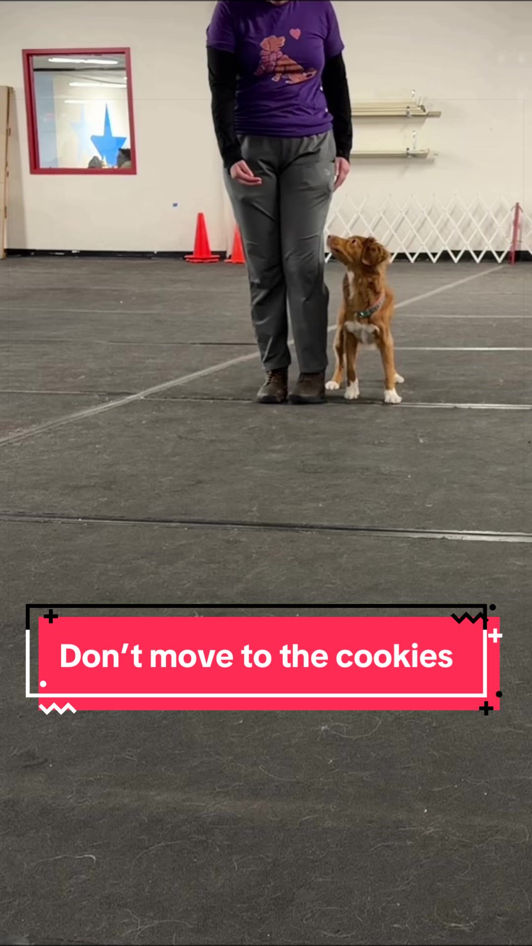 @Laura Waudby - Dog Sports
