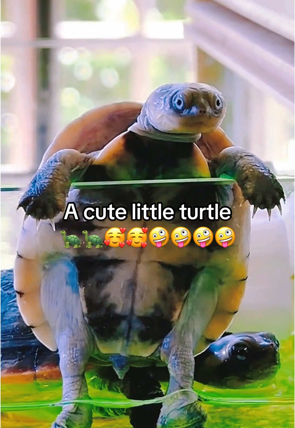 @Mr. Turtle