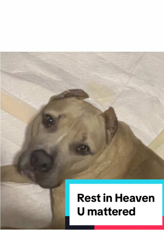 @Jessica ForgottenDogLeague