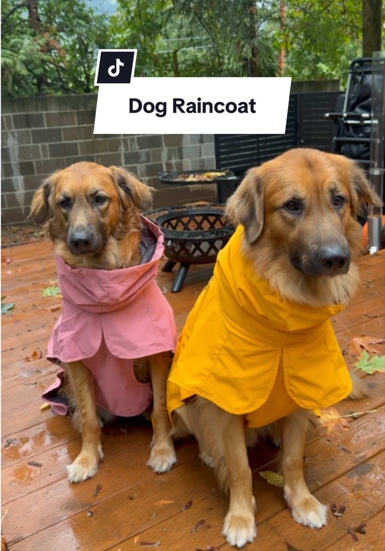 @lifewithgoldenshepherds
