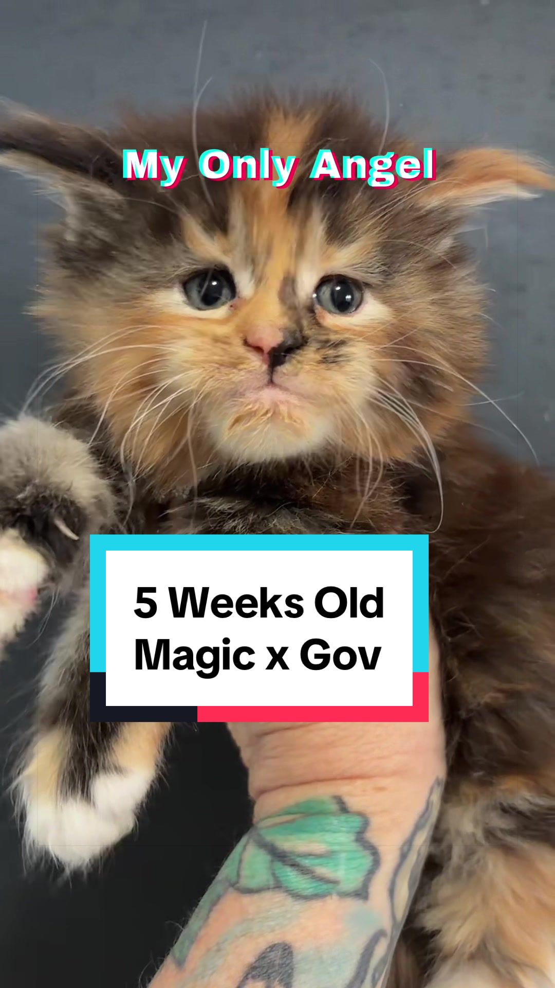 @Sassy Koonz Luxury MaineCoons