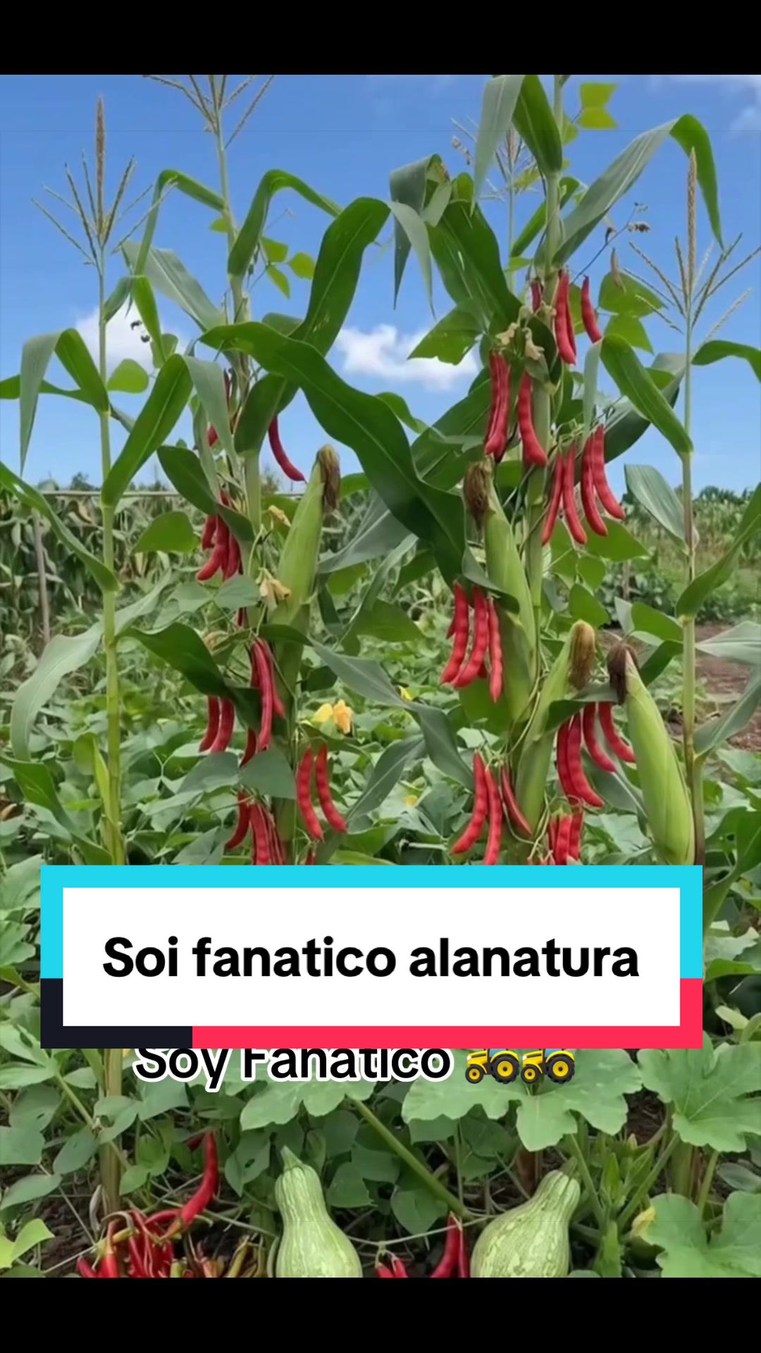 @Mar Boss Farmer