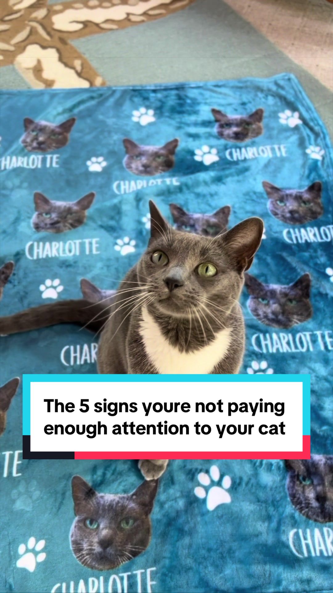 @purrfectinfluencer