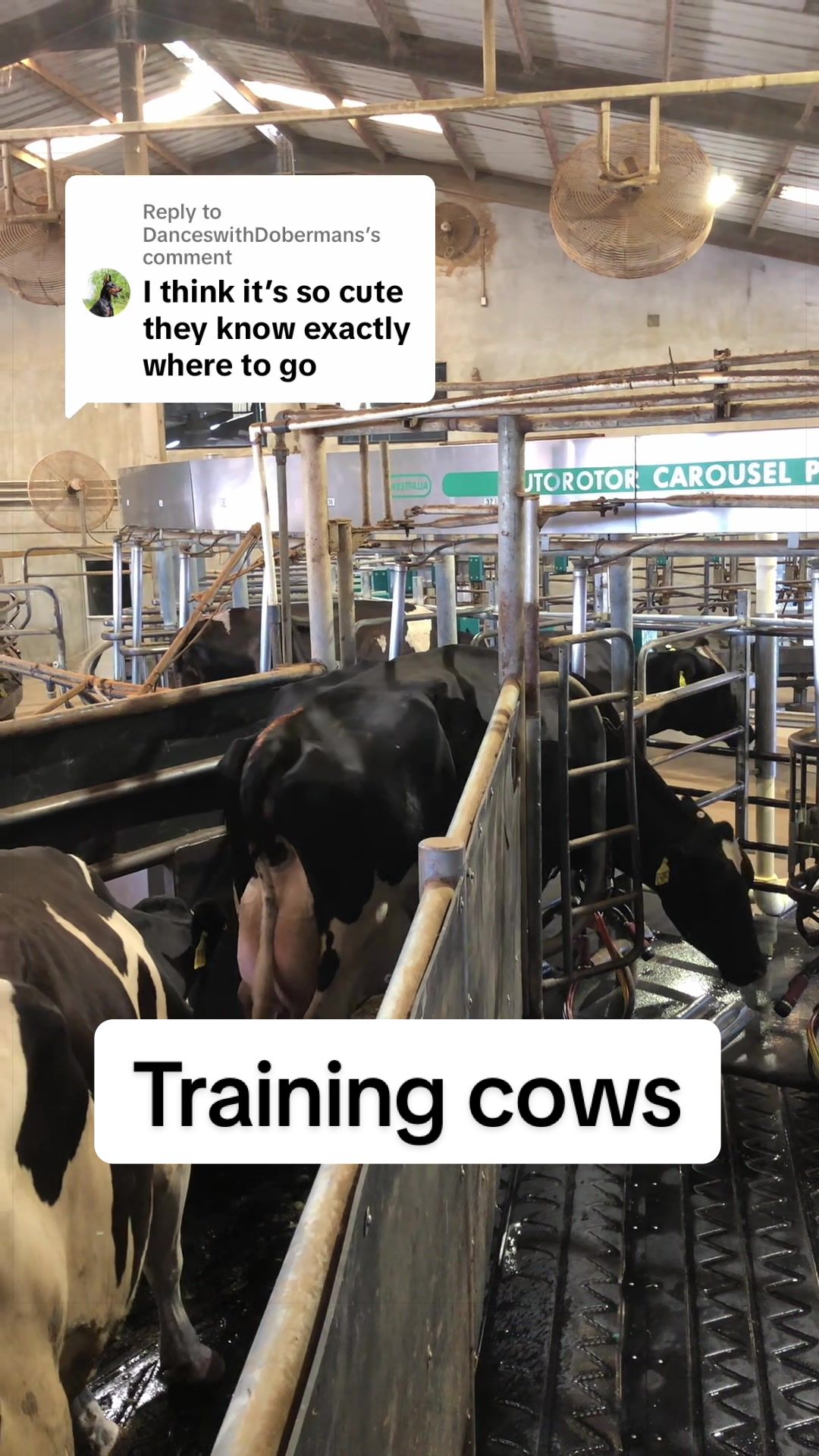 @Dairy Vet Dr. Michelle