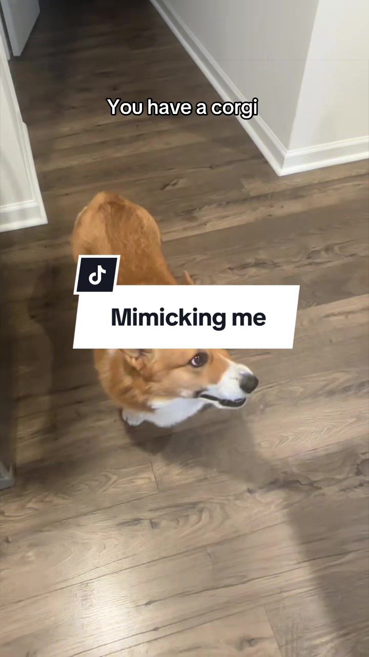 @Emotional Support Hufflepuff