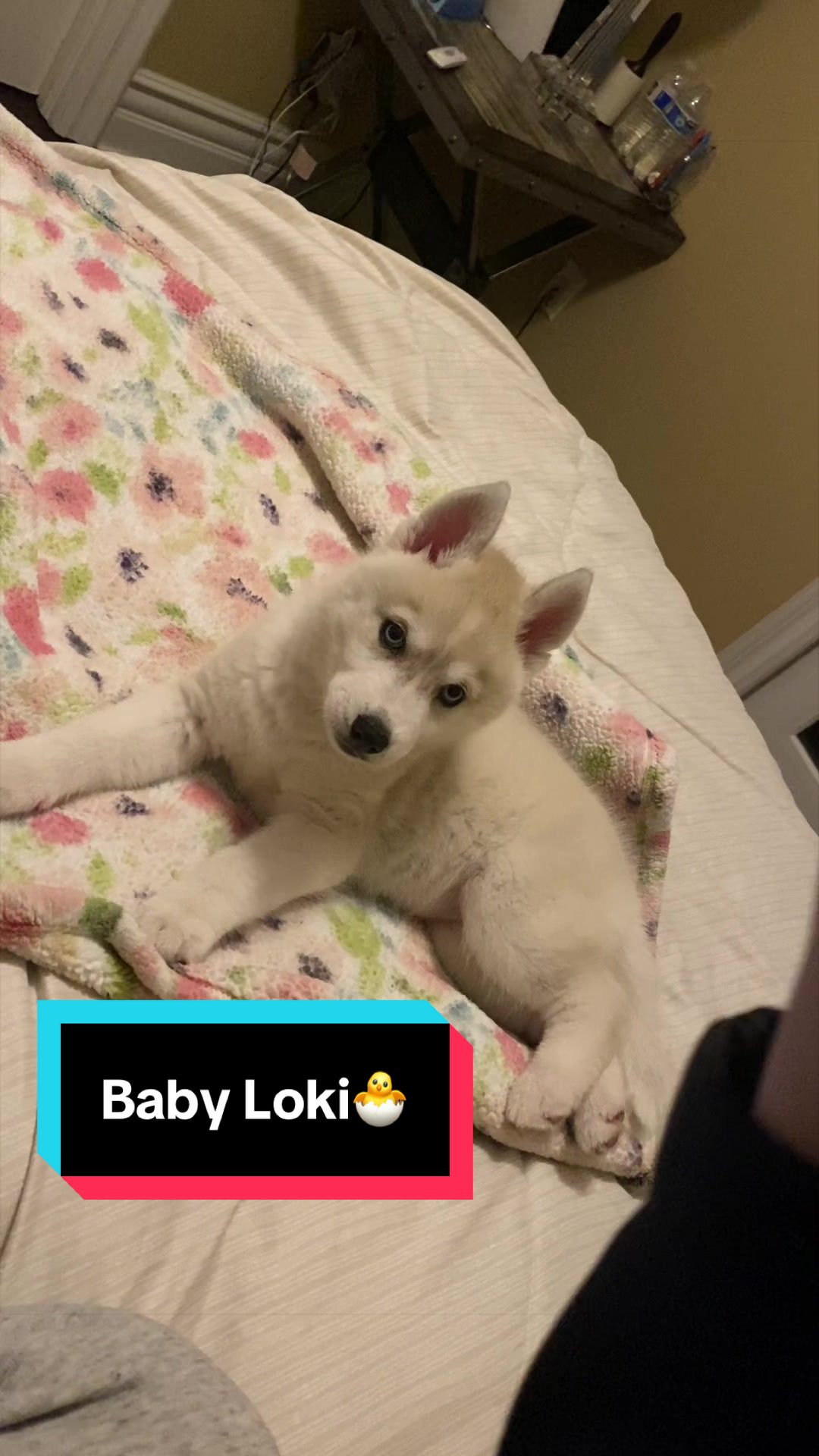 @Loki