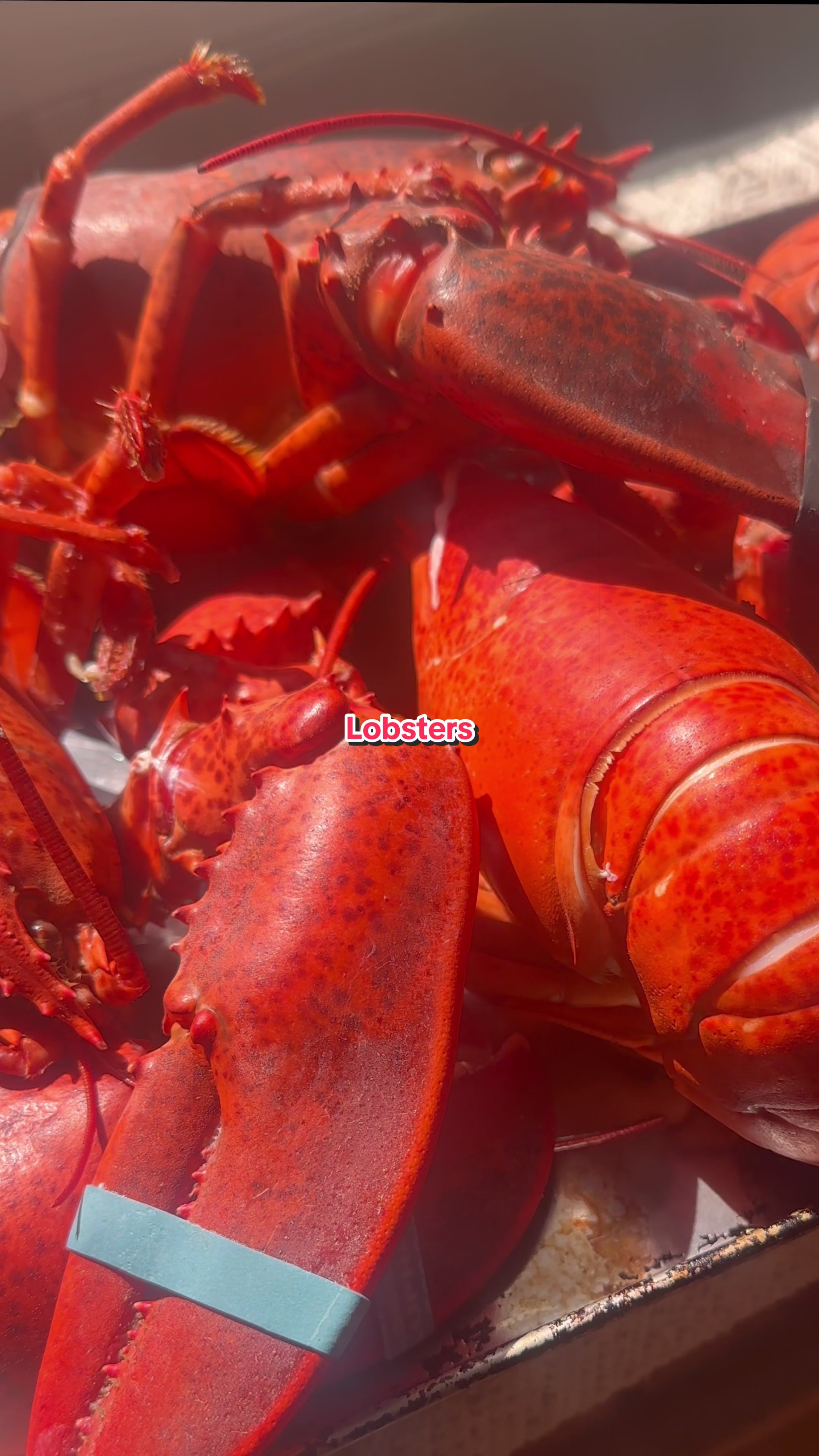 @yumlabels