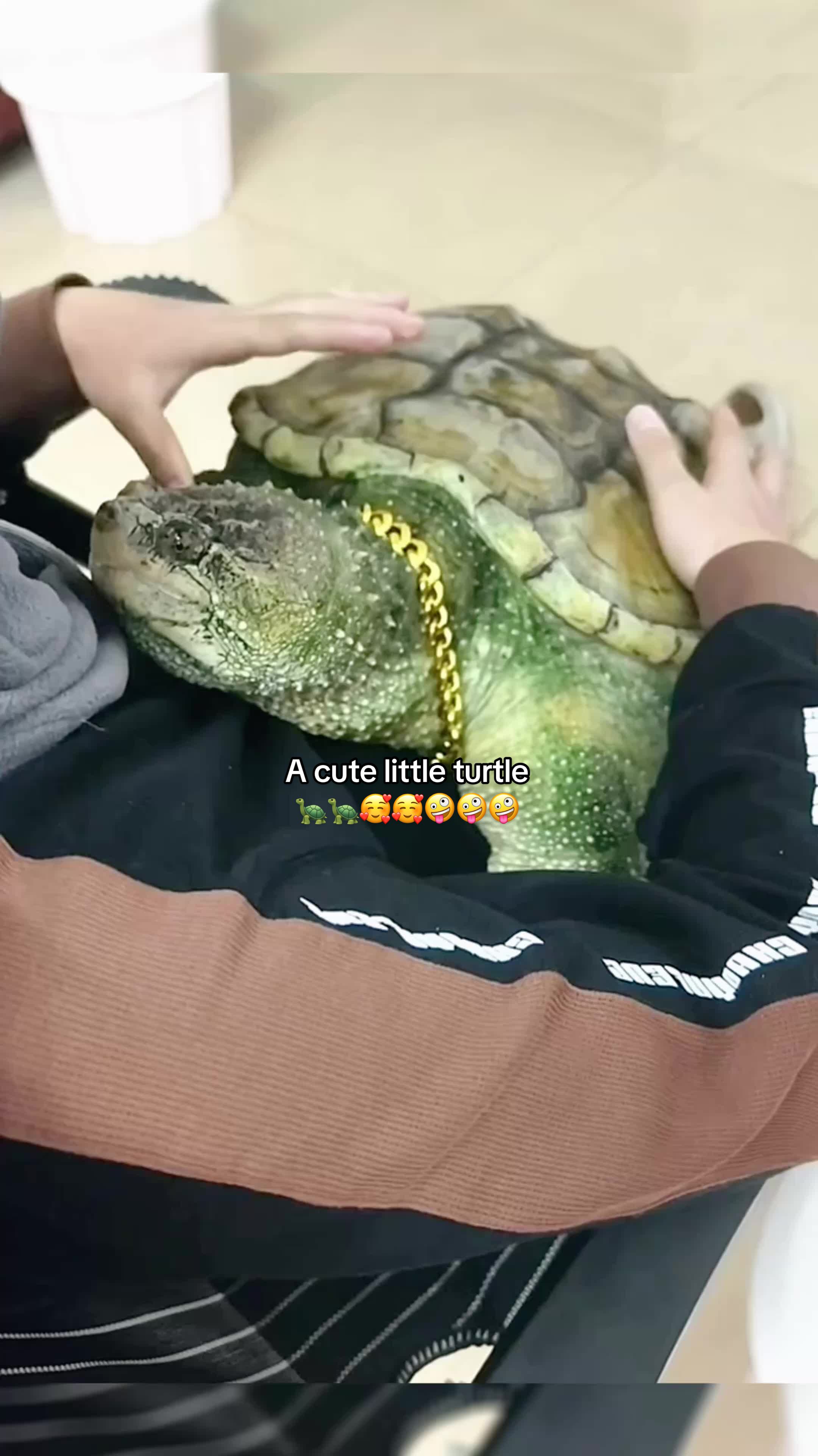 @Mr. Turtle
