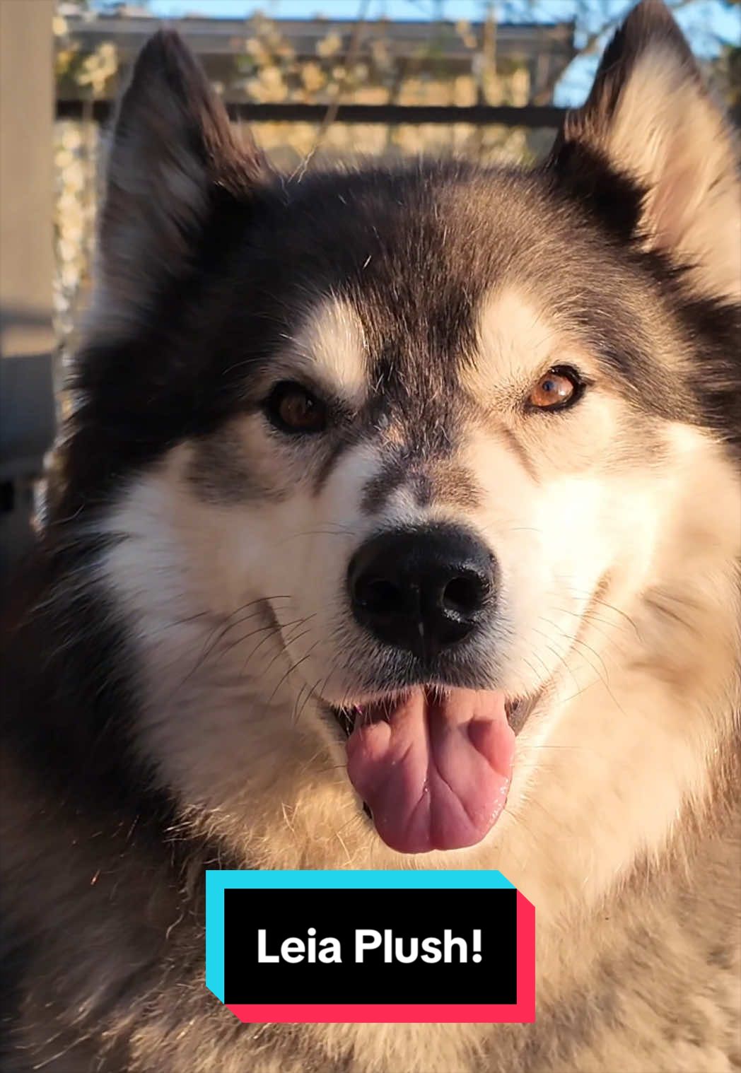 @Siberian Derpskies