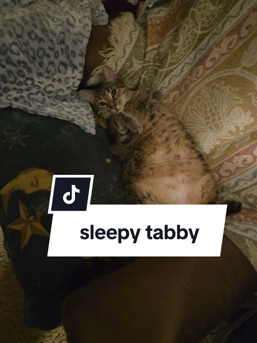 @tiny_tnr_tigers
