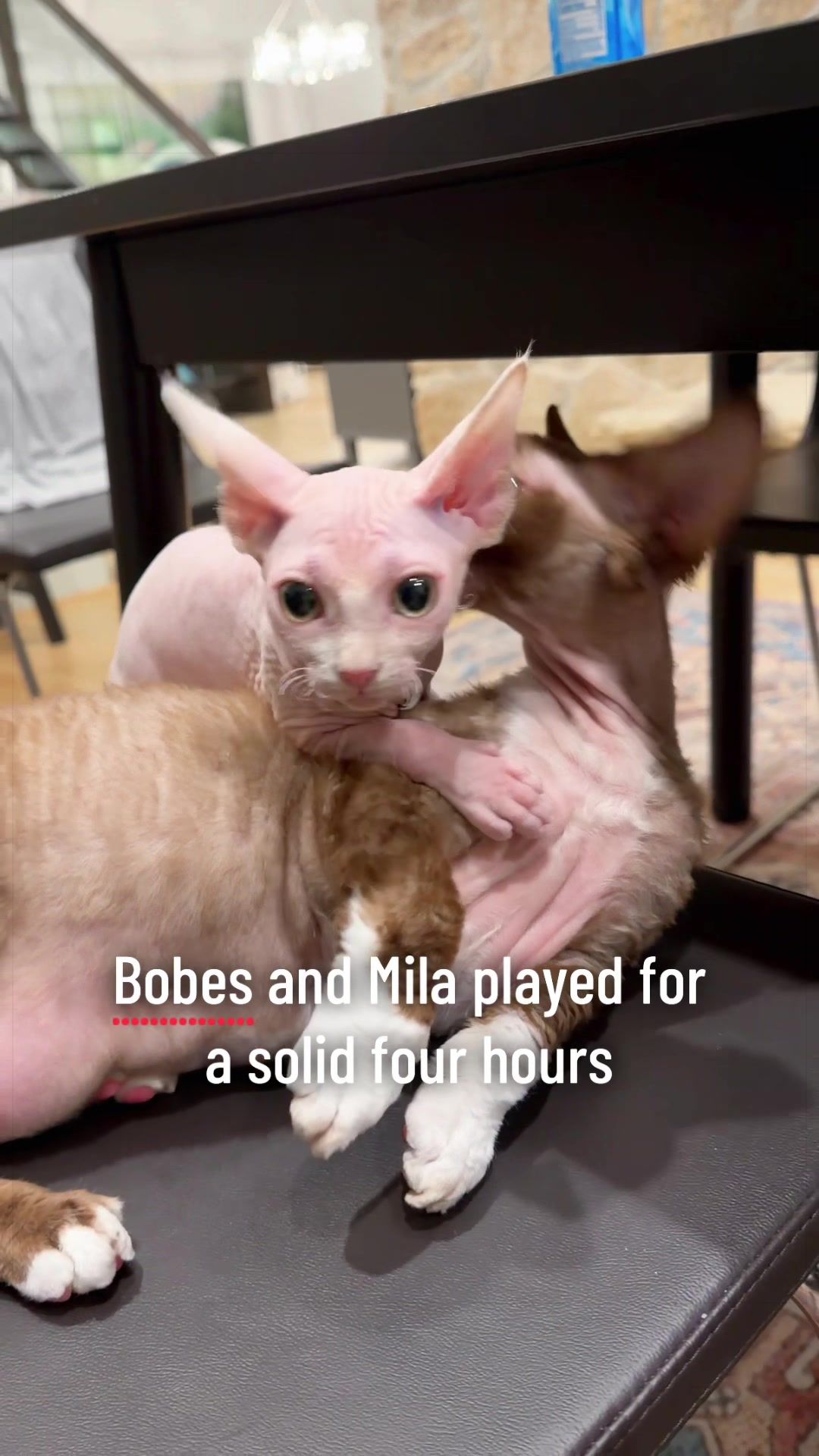 @Boba’s Buds Minskin Cats