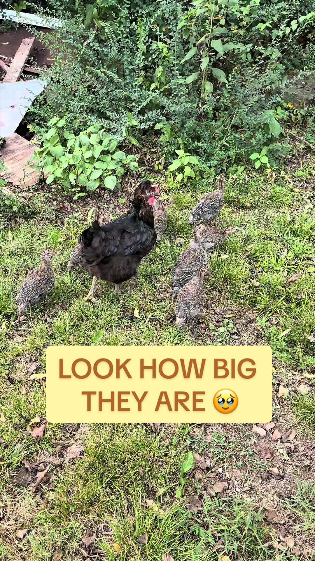@Amy Jo | Eggnigma Holler 🐔