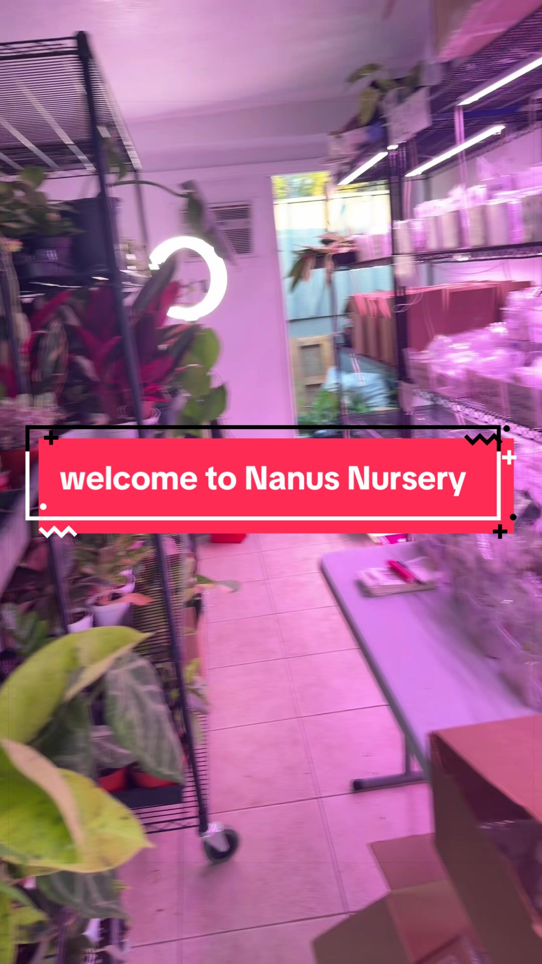 @Nanus Nursery