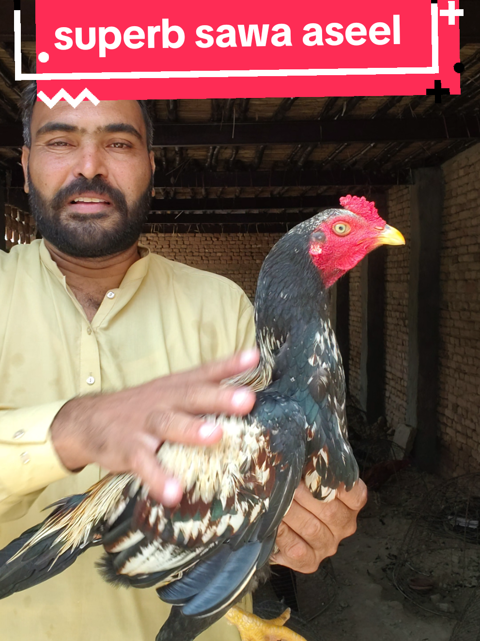 @faizan aseel farm 786
