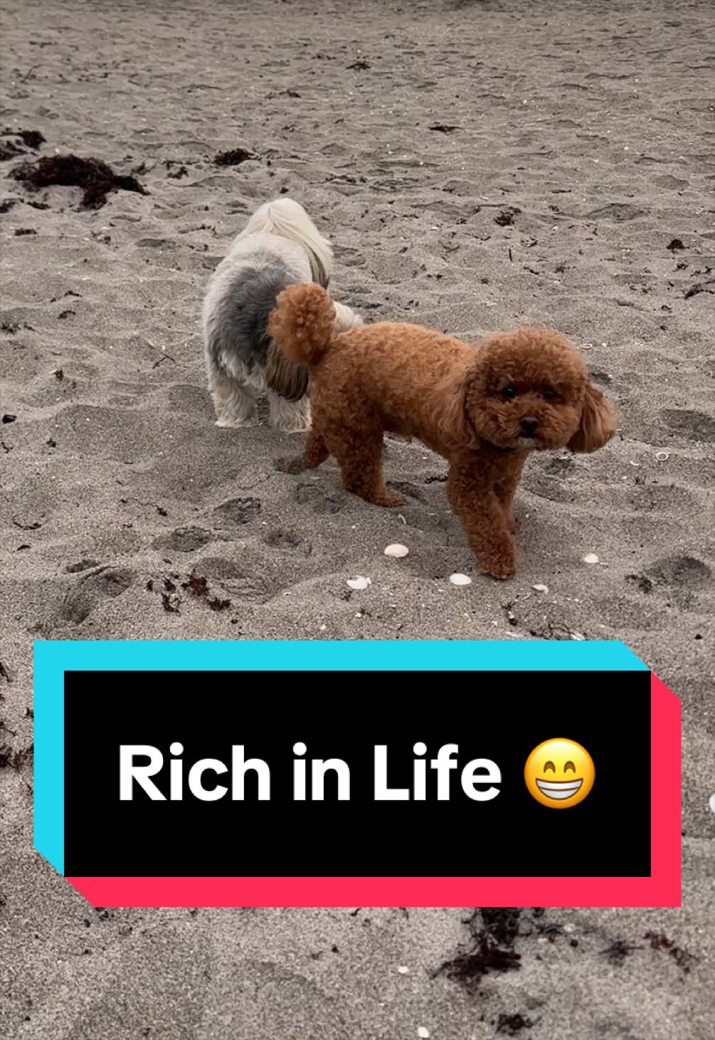 @Gizmo🧸