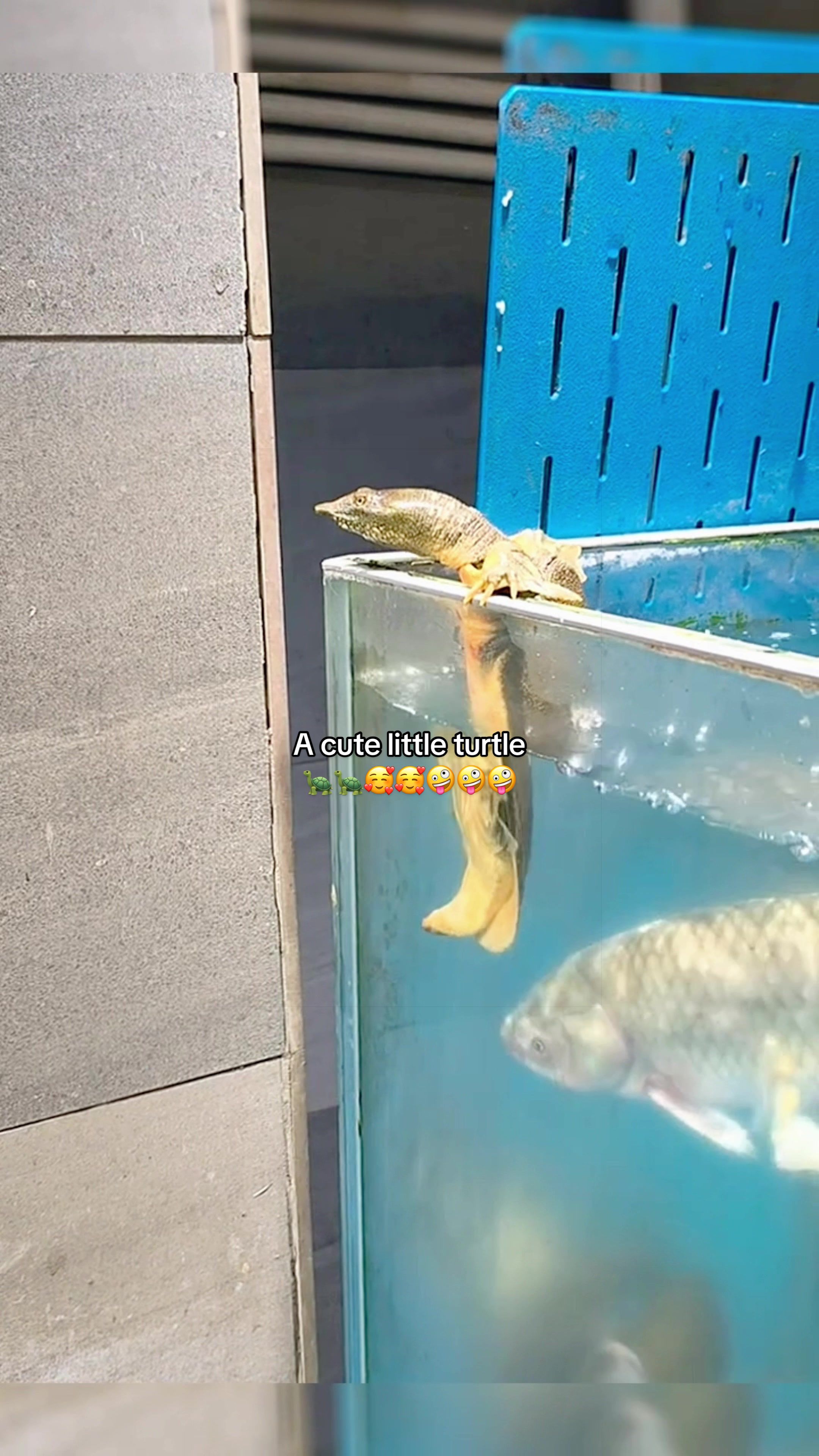 @Mr. Turtle
