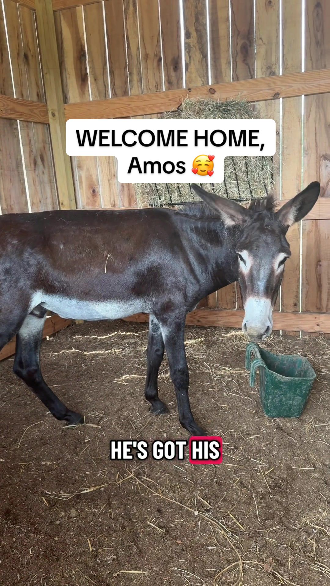 @Our Simple Homestead