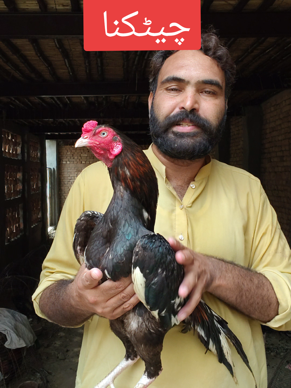 @faizan aseel farm 786