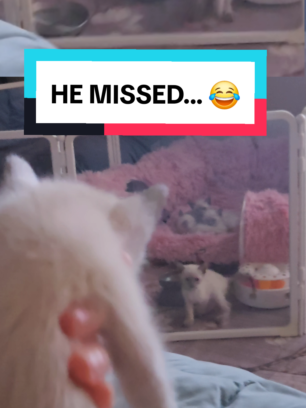 @Brittany's Beauties Kittens