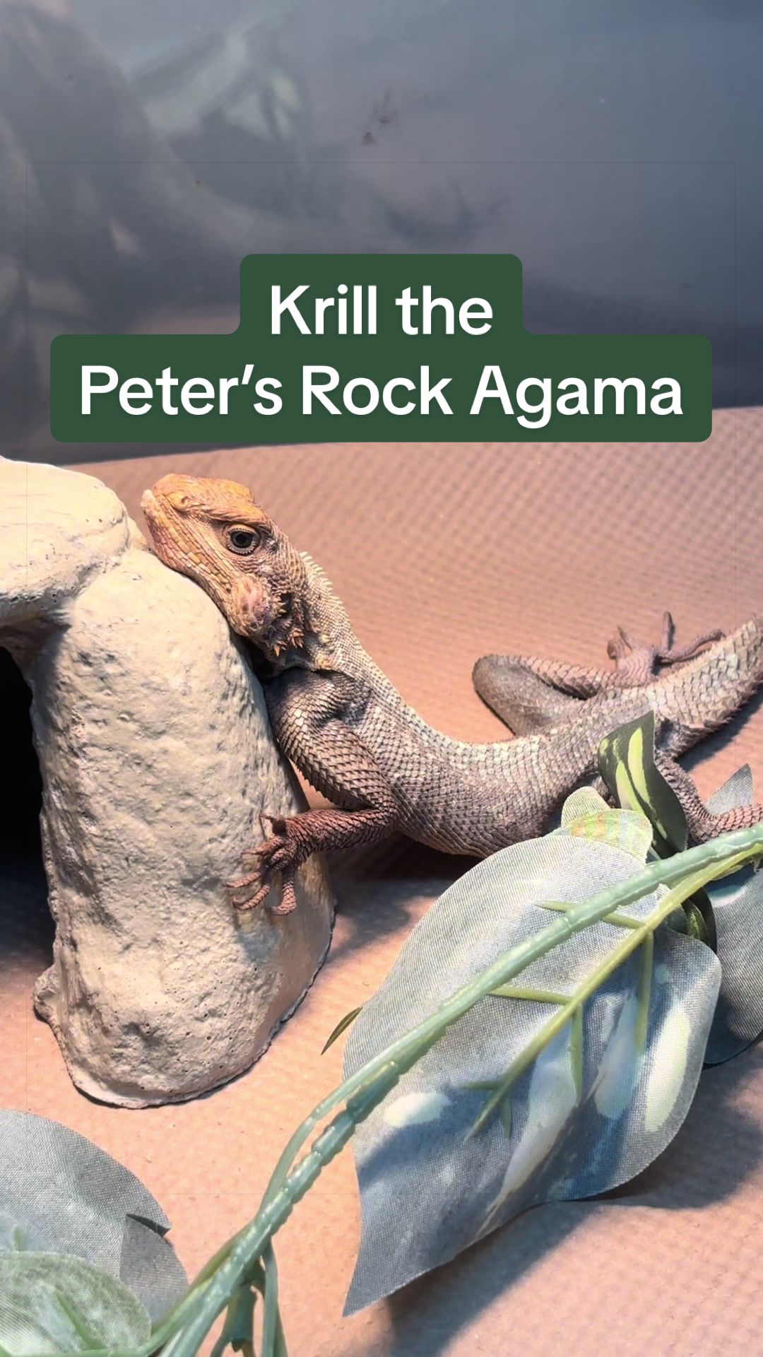 @BeWild Reptile Rescue