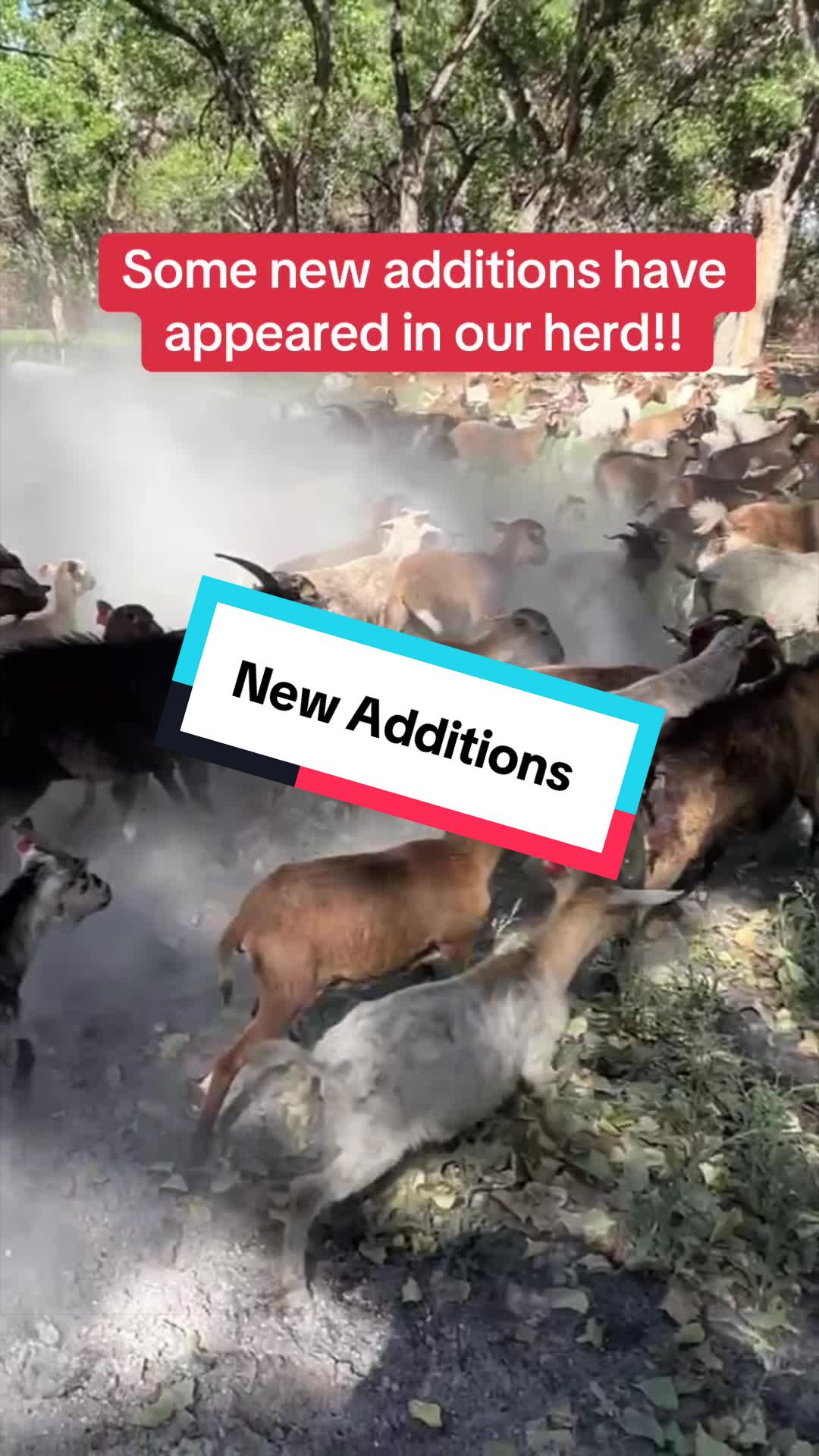 @cowboymax