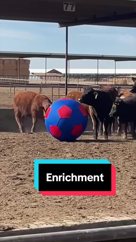 @Dairy Vet Dr. Michelle