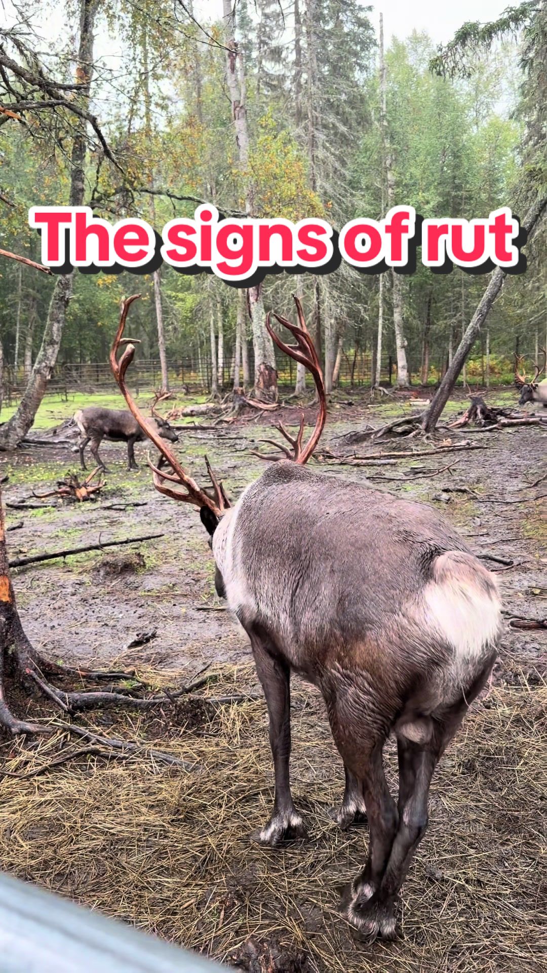 @ShyReindeerGirl