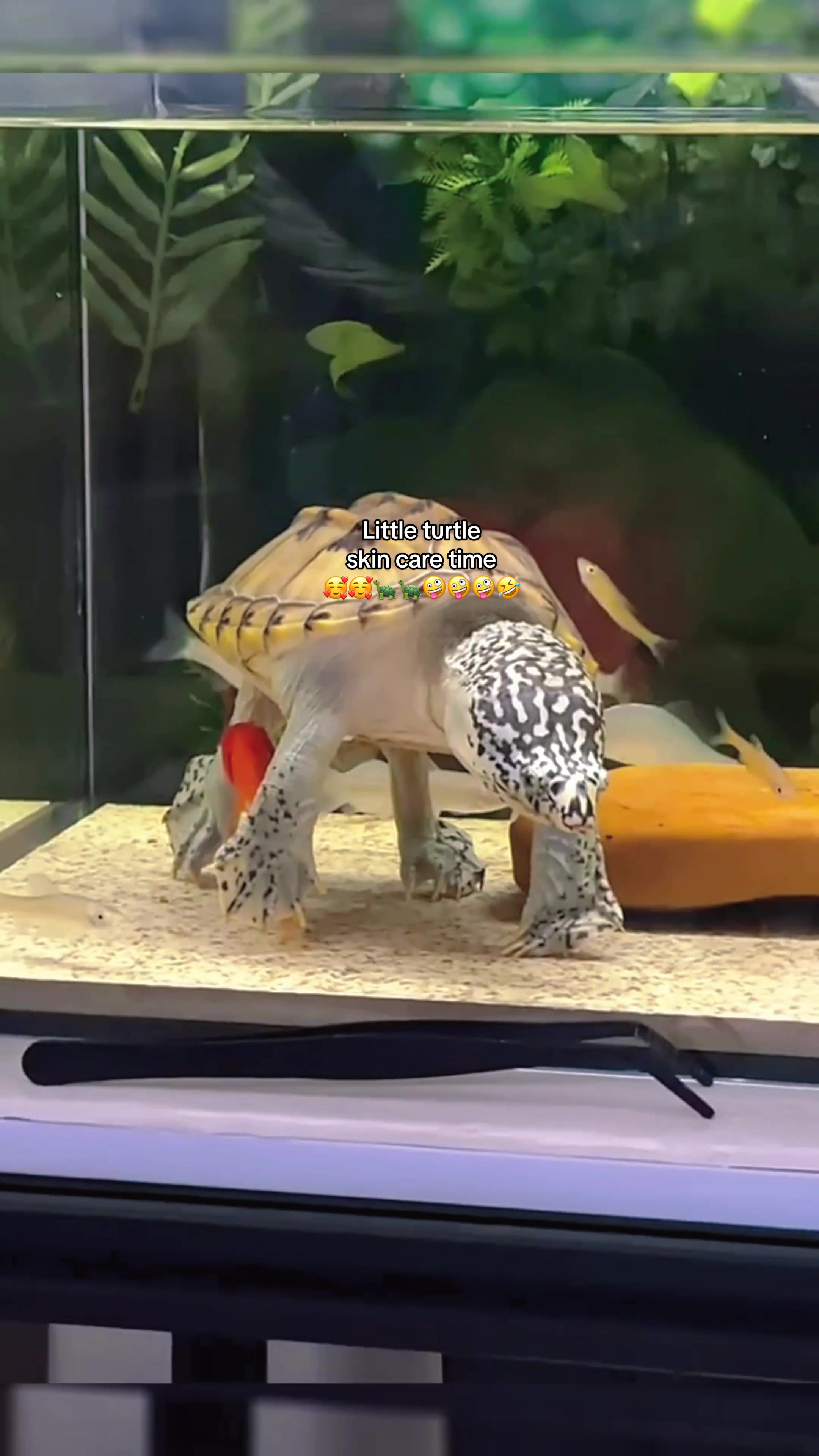 @Mr. Turtle