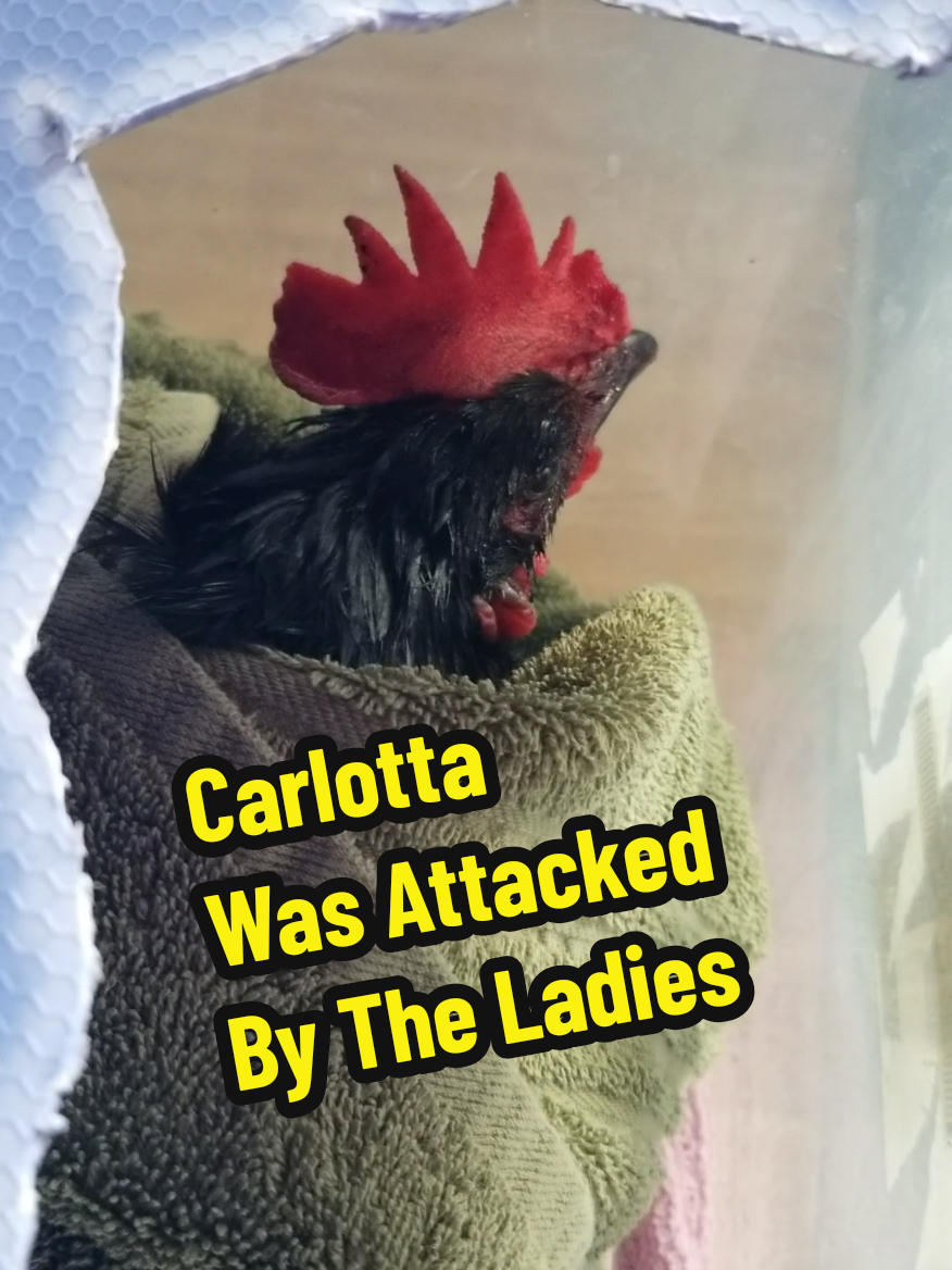 @CityChickenFarm